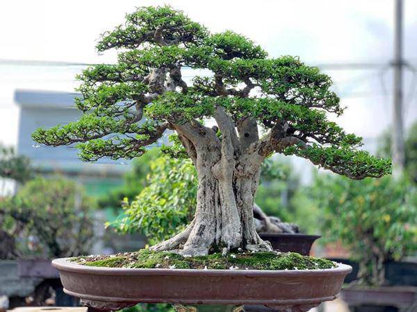 Những thế cây tuyển chọn từ 72 thế kiểng bonsai cho các nghệ nhân đam mê - 13
