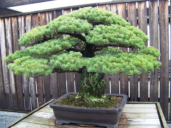 Những thế cây tuyển chọn từ 72 thế kiểng bonsai cho các nghệ nhân đam mê - 3