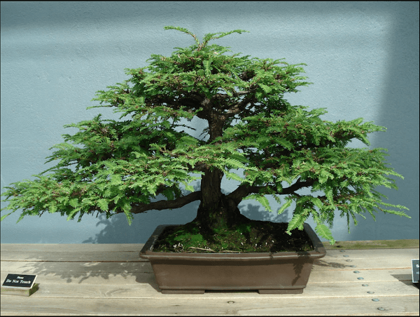 Những thế cây tuyển chọn từ 72 thế kiểng bonsai cho các nghệ nhân đam mê - 5
