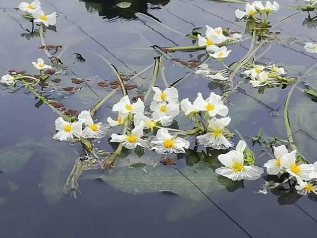 Loại rau thu hoạch 5 năm 1 lần, chỉ sống được ở nơi nước có độ tinh khiết cao