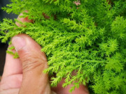Nhà đẹp - Mùa nồm ẩm phải sở hữu ngay cây tùng thơm đuổi muỗi cực đỉnh