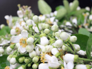 Làm mẹ - Chuyên gia Đông y mách mẹ trị ho có đờm cho trẻ bằng nước hoa bưởi