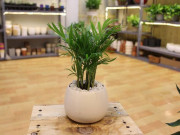 Nhà đẹp - Trồng cây cau tiểu trâm giúp lọc không khí, tăng may mắn cho người mệnh Mộc