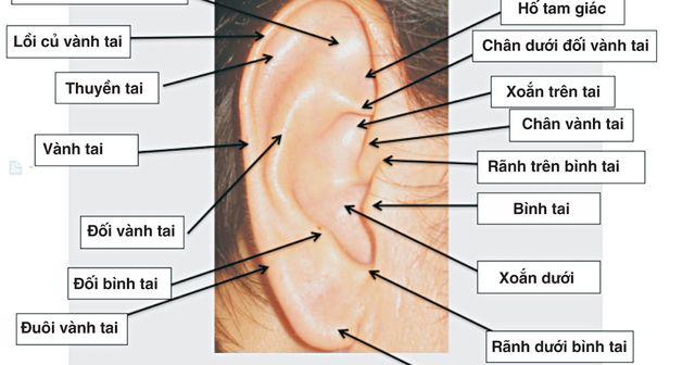 Nhìn màu sắc tai có thể nhận biết bệnh tiềm ẩn, đặc biệt nếu chuyển màu đen nên khám gấp - 3