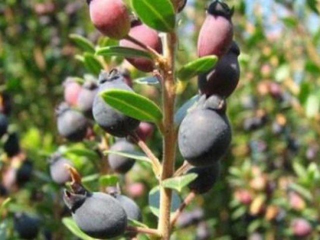 Loại quả mọc dại ở Việt Nam được ví như kho báu ở Trung Quốc