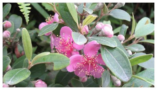 Loại quả mọc dại ở Việt Nam được ví như amp;#34;kho báuamp;#34; ở Trung Quốc - 1