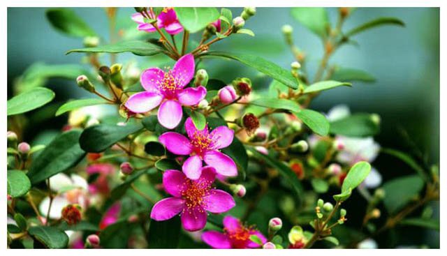 Loại quả mọc dại ở Việt Nam được ví như amp;#34;kho báuamp;#34; ở Trung Quốc - 2