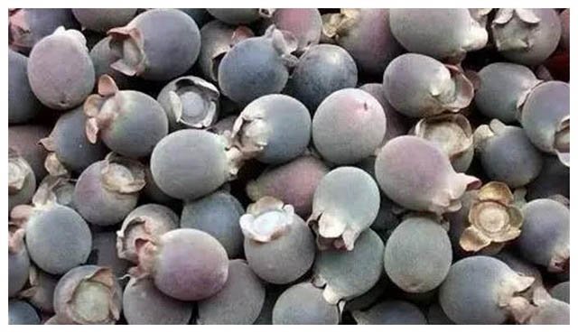 Loại quả mọc dại ở Việt Nam được ví như amp;#34;kho báuamp;#34; ở Trung Quốc - 4