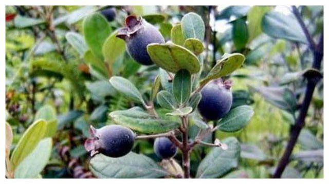 Loại quả mọc dại ở Việt Nam được ví như amp;#34;kho báuamp;#34; ở Trung Quốc - 3