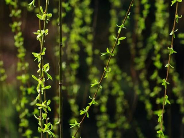 Loài cây không ai nghĩ có thể ăn được, người Trung Quốc lại rủ nhau ra công viên hái trụi