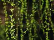 Xem ăn chơi - Loài cây không ai nghĩ có thể ăn được, người Trung Quốc lại rủ nhau ra công viên hái trụi