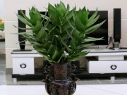 Nhà đẹp - Ý nghĩa phong thủy của cây phát tài búp sen, đặt trong nhà giúp thêm tài lộc