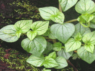 Loài rau là thần dược ở Châu Âu nhưng người Việt Nam cắt cho gia súc ăn