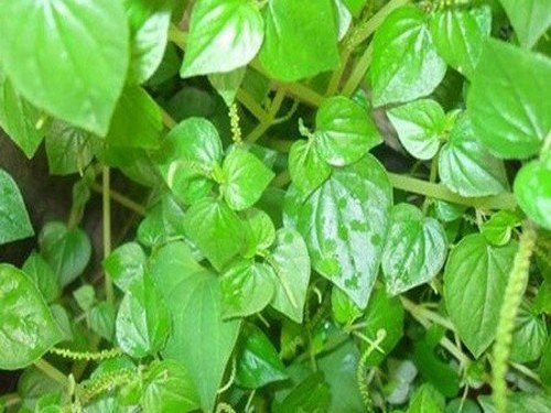 Loài rau là amp;#34;thần dượcamp;#34; ở Châu Âu nhưng người Việt Nam cắt cho gia súc ăn - 2