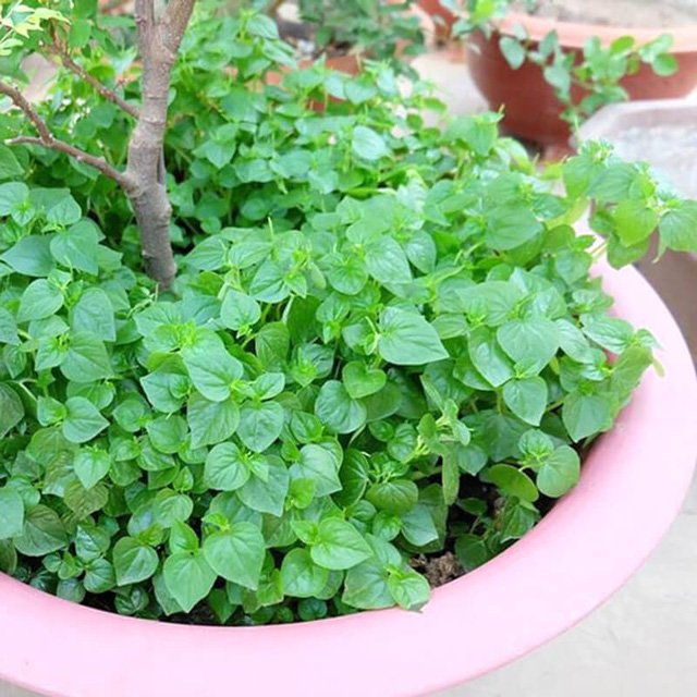 Loài rau là amp;#34;thần dượcamp;#34; ở Châu Âu nhưng người Việt Nam cắt cho gia súc ăn - 4