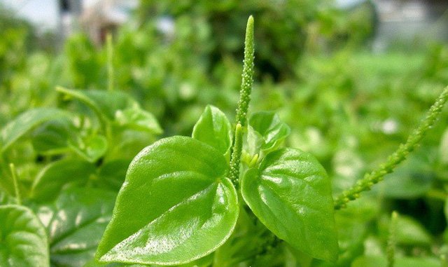 Loài rau là amp;#34;thần dượcamp;#34; ở Châu Âu nhưng người Việt Nam cắt cho gia súc ăn - 9