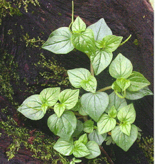 Loài rau là amp;#34;thần dượcamp;#34; ở Châu Âu nhưng người Việt Nam cắt cho gia súc ăn - 1