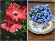 Nhà đẹp - 8 loài cây tuyệt đẹp nhưng không nên trồng kẻo phá hủy cả khu vườn