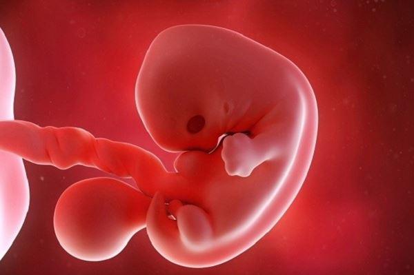 Nguyên nhân thai lưu và các dấu hiệu nhận biết thai lưu sớm - 2