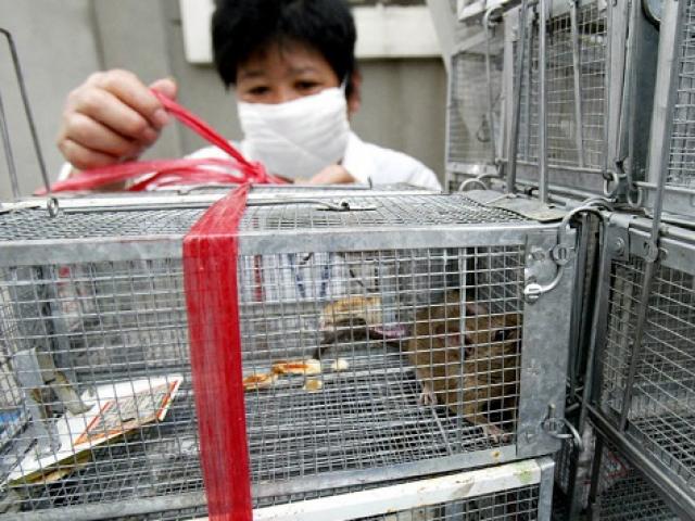 Hantavirus khiến một người tử vong ở Trung Quốc là gì và có nguy cơ thành dịch không?