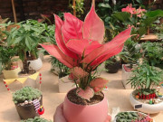 Nhà đẹp - Bàn làm việc đặt cây vạn lộc, thêm may mắn giúp sự nghiệp lên vù vù