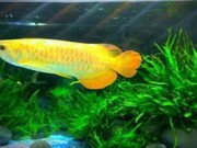 Nhà đẹp - Người mệnh này trong phong thủy tuyệt đối tránh đặt bể cá cảnh trong nhà