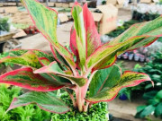 Nhà đẹp - Ý nghĩa phong thủy và cách chăm sóc cây cung điện vàng