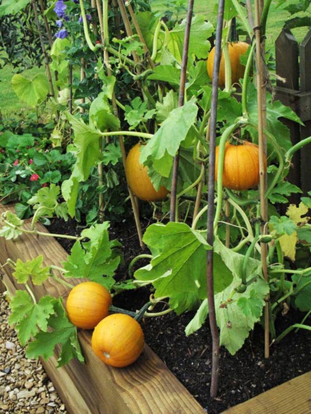 Rảnh rỗi tự học cách trồng bí ngô trong chậu, quả ra ăn quanh năm không hết - 3