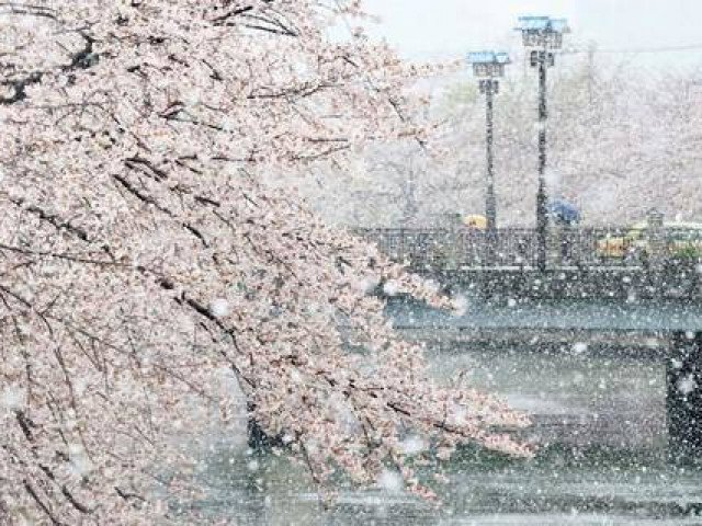 Mưa tuyết bất thường phủ trắng Tokyo mùa anh đào nở