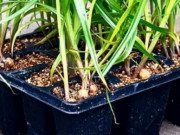 Xem ăn chơi - Thứ bé như viên bi trước mọc dại, nay nửa triệu/kg trồng thu lãi ầm ầm