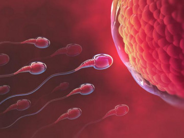 3 cách tính ngày rụng trứng chính xác nhất, chị em đang mong con nên thuộc lòng!