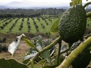 Clip Eva - Trang trại trồng bơ có thể gây động đất ở Mexico