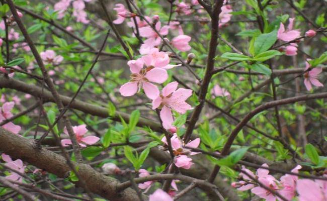 Những loại hoa đào Việt Nam đẹp mê hồn, càng ngắm càng đã mắt - 3