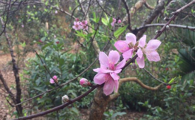 Những loại hoa đào Việt Nam đẹp mê hồn, càng ngắm càng đã mắt - 6