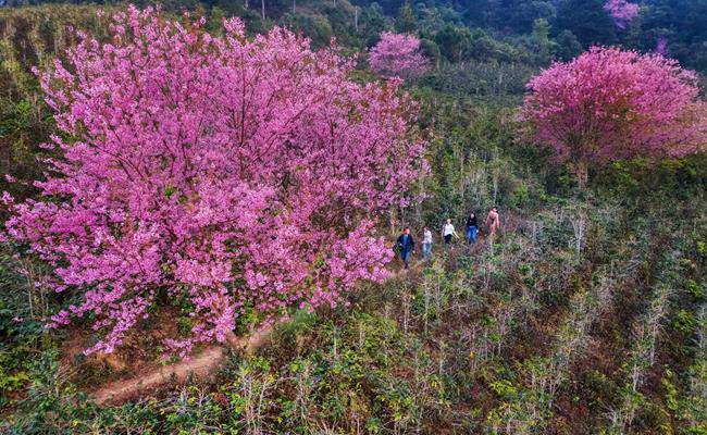 Những loại hoa đào Việt Nam đẹp mê hồn, càng ngắm càng đã mắt - 7