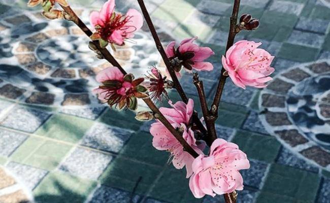 Những loại hoa đào Việt Nam đẹp mê hồn, càng ngắm càng đã mắt - 10