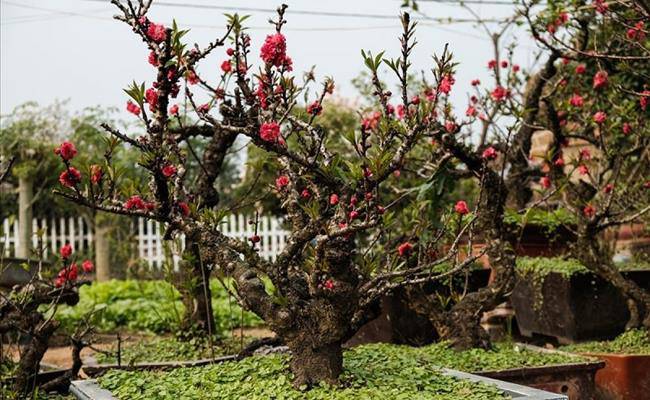 Những loại hoa đào Việt Nam đẹp mê hồn, càng ngắm càng đã mắt - 15