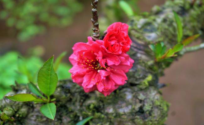 Những loại hoa đào Việt Nam đẹp mê hồn, càng ngắm càng đã mắt - 16