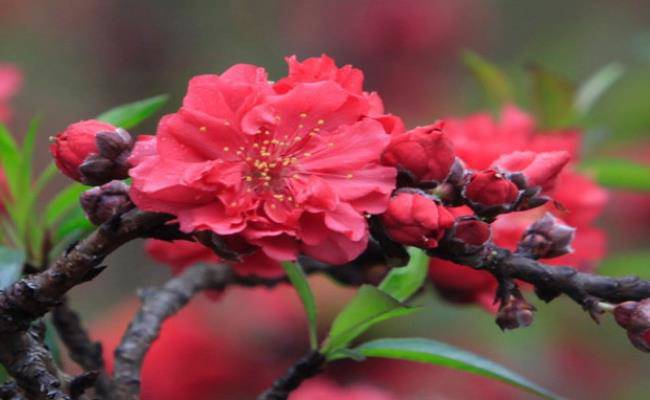 Những loại hoa đào Việt Nam đẹp mê hồn, càng ngắm càng đã mắt - 17