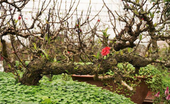 Những loại hoa đào Việt Nam đẹp mê hồn, càng ngắm càng đã mắt - 18
