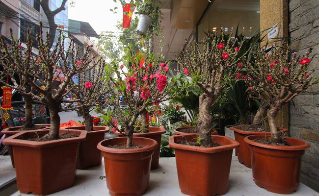 Những loại hoa đào Việt Nam đẹp mê hồn, càng ngắm càng đã mắt - 26