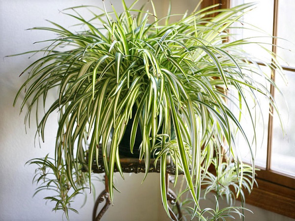 Các loại cây xanh trong nhà và văn phòng đẹp, hợp phong thủy nên trồng