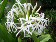 Nhà đẹp - Cây Đại Tướng Quân là cây gì? Tác dụng, ý nghĩa phong thủy và cách trồng