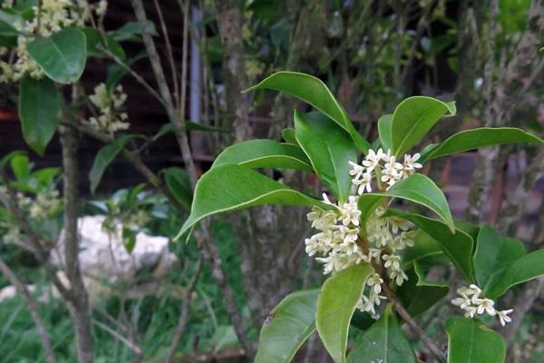 Cây Mộc Hương - Ý nghĩa, cách trồng và chăm sóc cho cây ra hoa đẹp - 4