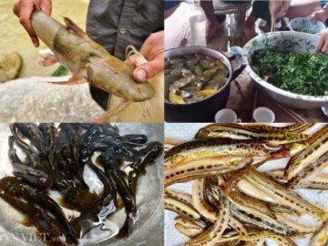 Tứ độc đặc sản cá cực hiếm ở miền núi, có tiền cũng khó mua