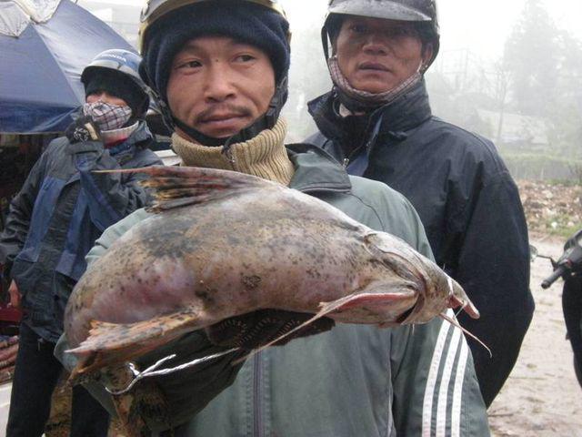Tứ amp;#34;độcamp;#34; đặc sản cá cực hiếm ở miền núi, có tiền cũng khó mua - 2