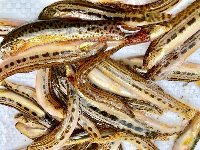 Tứ amp;#34;độcamp;#34; đặc sản cá cực hiếm ở miền núi, có tiền cũng khó mua - 11