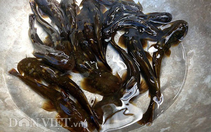 Tứ amp;#34;độcamp;#34; đặc sản cá cực hiếm ở miền núi, có tiền cũng khó mua - 15