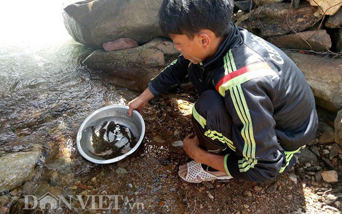 Tứ amp;#34;độcamp;#34; đặc sản cá cực hiếm ở miền núi, có tiền cũng khó mua - 18