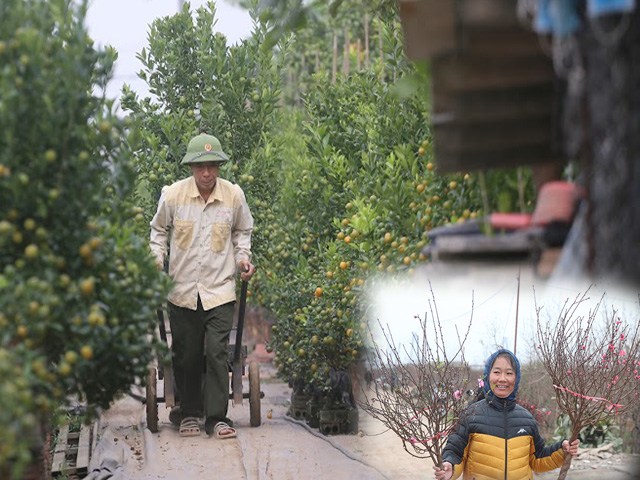 Vựa quất, đào lớn nhất Hà Nội tất bật chuẩn bị bung hàng và nỗi lo những ngày cận Tết